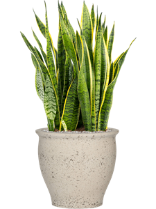 {{productViewItem.photos[photoViewList.activeNavIndex].Alt || productViewItem.photos[photoViewList.activeNavIndex].Description || 'Sansevieria trifasciata &#39;Laurentii&#39; in Mediterranean, 33444'}}