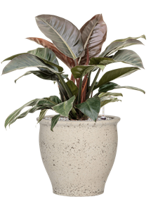 {{productViewItem.photos[photoViewList.activeNavIndex].Alt || productViewItem.photos[photoViewList.activeNavIndex].Description || 'Philodendron `Imperial Red&#39; in Mediterranean, 33447'}}