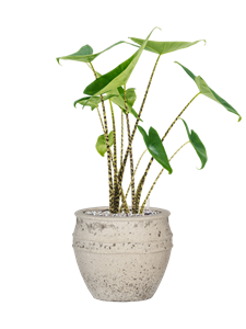 {{productViewItem.photos[photoViewList.activeNavIndex].Alt || productViewItem.photos[photoViewList.activeNavIndex].Description || 'Alocasia zebrina in Mediterranean'}}