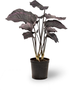 Calathea - Korbmarante Kunstpflanze, 63,5 cm