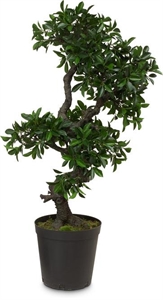 {{productViewItem.photos[photoViewList.activeNavIndex].Alt || productViewItem.photos[photoViewList.activeNavIndex].Description || 'Chinesischer Feigenbaum, Ficus Bonsai Kunstpflanze, 107  cm'}}