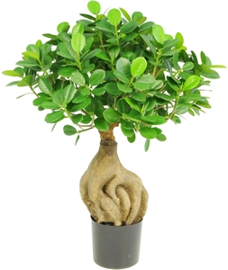 Ficus Panda Bonsai - Chinesischer Feigenbaum Kunstpflanze, 45 cm