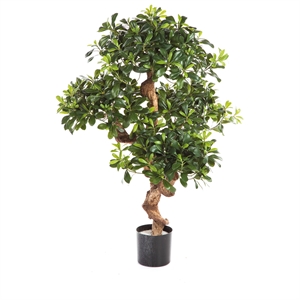 Klebsame - Pittosporum Kunstpflanze, 120 cm