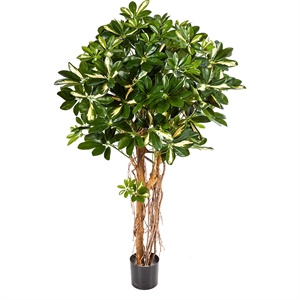 Strahlenaralie - Schefflera actinophylla Kunstpflanze, 150 cm