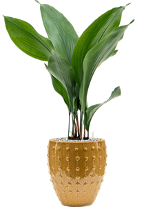 Aspidistra elatior in Laos Mini Soil (Vulkastrat), 40343