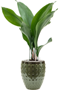 Aspidistra elatior in Laos Mini Soil (Vulkastrat), 40345