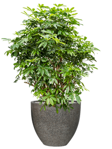 Schefflera arboricola 'Compacta' in Cement & Stone Soil (Vulkastrat)