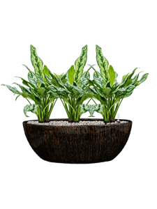 Aglaonema 'Miss Julliette' in Niene Soil (Vulkastrat), 40419