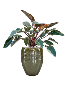 Philodendron 'Red Beauty' in Traces Soil (Vulkastrat), 40423