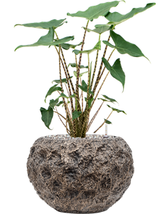 Alocasia 'Siberian Tiger' in Baq Luxe Lite Universe Moon Soil (Vulkastrat)