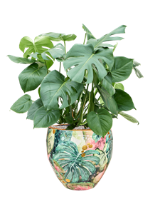 Monstera deliciosa in Thom Designed By Lammie Soil (Vulkastrat), 40775