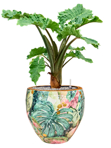 Alocasia 'Low Rider' in Thom Designed By Lammie Soil (Vulkastrat), 40776