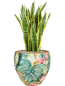 Sansevieria 'Laurentii' in Thom Designed By Lammie Soil (Vulkastrat), 40779