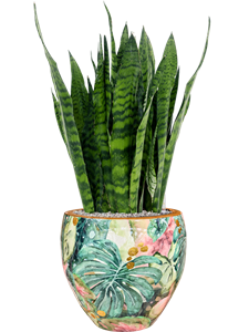 Sansevieria zeylanica in Thom Designed By Lammie Soil (Vulkastrat), 40780