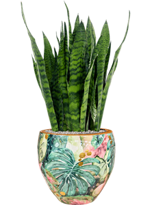 Sansevieria zeylanica in Thom Designed By Lammie Soil (Vulkastrat), 40781