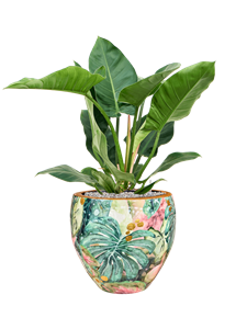 Philodendron 'Imperial Green' in Thom Designed By Lammie Soil (Vulkastrat), 40785