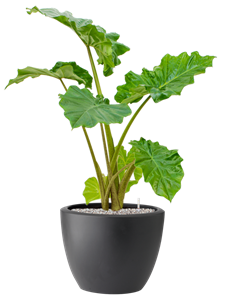 Alocasia 'Portodora' in Pure® Soil (Vulkastrat)