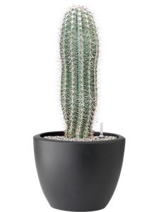 Pachycereus pringlei in Pure® Soil (Vulkastrat), 40963