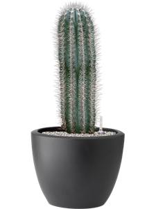 Pachycereus pringlei in Pure® Soil (Vulkastrat), 40964