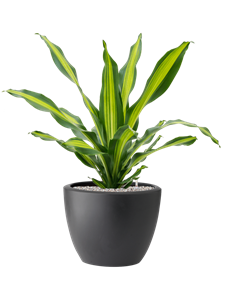 Dracaena fragrans 'Burley' in Pure® Soil (Vulkastrat)