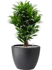 Dracaena fragrans 'Compacta' in Pure® Soil (Vulkastrat)