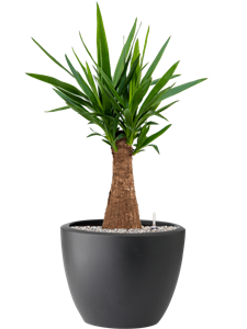 Yucca elephantipes in Pure® Soil (Vulkastrat)