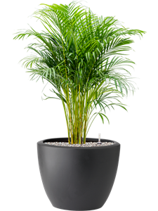 Dypsis (Areca) lutescens in Pure® Soil (Vulkastrat)