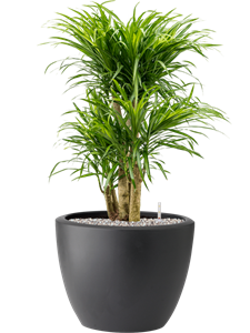 Pleomele (Dracaena) 'Anita Variegata' in Pure® Soil (Vulkastrat)