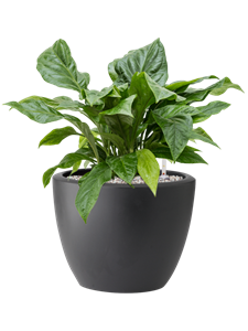 Anthurium elipticum 'Jungle Bush' in Pure® Soil (Vulkastrat)