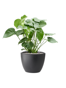 Monstera deliciosa in Pure® Soil (Vulkastrat)