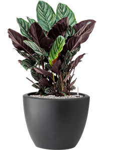 Calathea sanderiana in Pure® Soil (Vulkastrat)