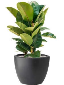 Ficus elastica 'Robusta' in Pure® Soil (Vulkastrat)