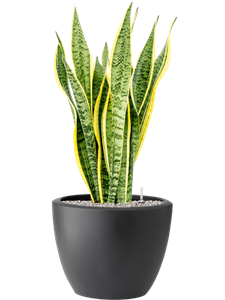 Sansevieria trifasciata 'Laurentii' in Pure® Soil (Vulkastrat)