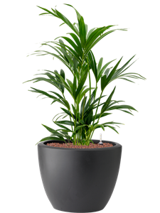 Kentia (Howea) forsteriana in Pure® Hydroculture, 40986