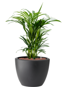 Kentia (Howea) forsteriana in Pure® Hydroculture, 40987