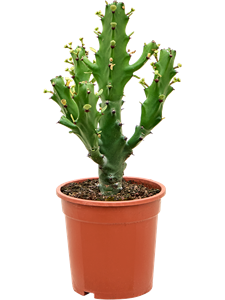 Euphorbia mayuranathanii (50-60cm) Branched