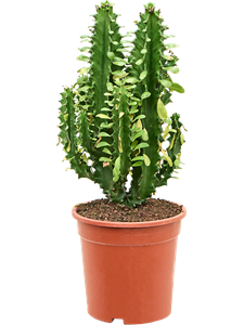 Euphorbia undulatifolia (55-65cm) Branched