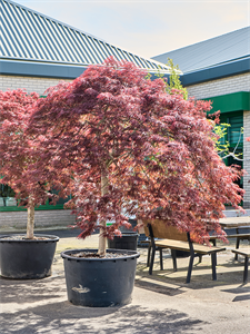 Acer pal. diss 'Crimson Queen' Stem, 41073