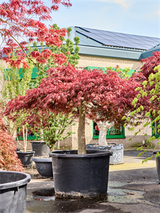 Acer pal. diss 'Crimson Queen' Stem, 41075