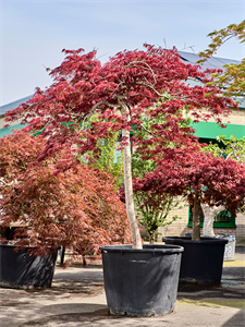 Acer pal. diss. 'Garnet' Stem, 41077