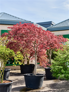 Acer pal. diss. 'Garnet' Stem, 41081