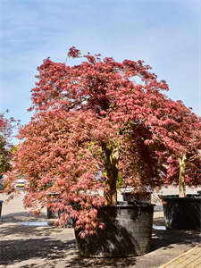 Acer pal. diss. 'Garnet-Green Lace' Stem