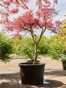 Acer pal. diss. 'Stella Rossa' Stem, 41096