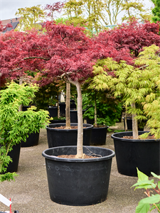 Acer pal. diss. 'Stella Rossa' Stem, 41097