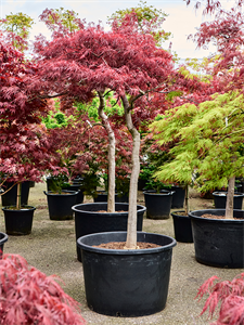 Acer pal. diss. 'Stella Rossa' Stem, 41098