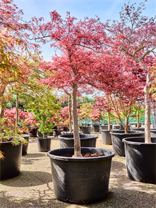 Acer pal. diss. 'Stella Rossa' Stem