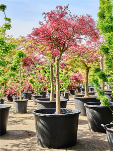 Acer pal. diss. 'Stella Rossa' Stem