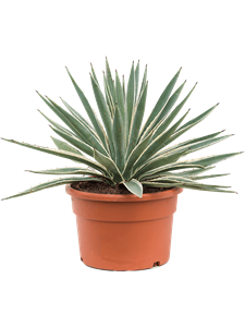 Agave angustifolia Green/gray, 41109