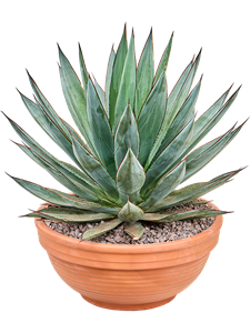 Agave 'Blue Glow' Grey