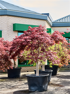 Acer pal. diss. 'Garnet' Stem, 41112